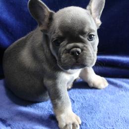 French Bulldog Puppies from R & S Frenchies
