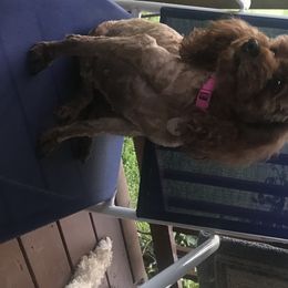 Cricket - Poodle