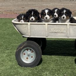 Australian Shepherd Puppies from Thunder River