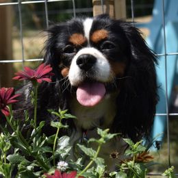 Cavalier King Charles Spaniels from The King's Cavs