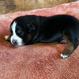Boy 3 - Andes - Black tri-color male Australian Shepherd puppy in Duluth, Minnesota from Frozen Nort Aussies