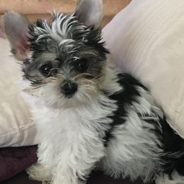 AKC Markie - Yorkshire Terrier puppy from Lynnie’s Lovables Yorkies