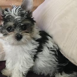 AKC Markie - Yorkshire Terrier puppy from Lynnie’s Lovables Yorkies