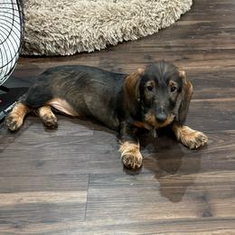 Felix - Wild boar male Dachshund puppy in Superior, Montana from Never Land Dachshunds of Montana