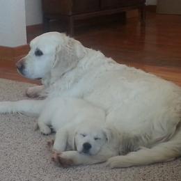 Golden Retriever puppies from Knotty Acres