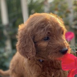 Goldendoodles from W Doodles