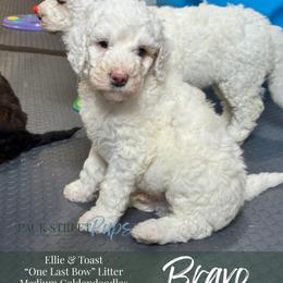 Bravo - Parti male Goldendoodle puppy in Paxville, South Carolina from Pack Street Pups