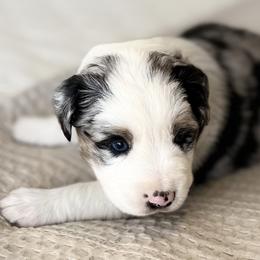 Hank - Blue merle male Miniature Australian Shepherd puppy in Chelsea, Oklahoma from Elite Puppies of Oklahoma