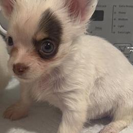 Tiny Tammy 4500 green blue eyes - Sable spotted white female Chihuahua puppy in Las Vegas, Nevada from Quality Poms Chihuahua Yorkies of Las vegas