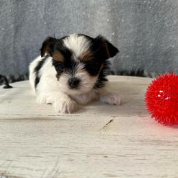 Nala - Parti female Yorkshire Terrier puppy in Pana, Illinois from Lucky Star Yorkies