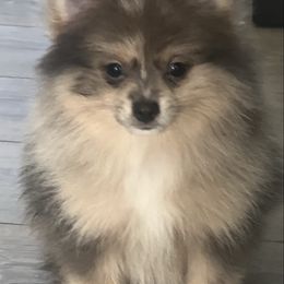 Milo - Blue merle male Pomeranian puppy in Brentwood, California from Royalpawpoms