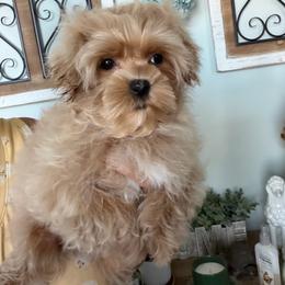 Blue collar - Apricot male Maltipoo puppy in Southern,, California from Maltipoo Tiny Pups & More