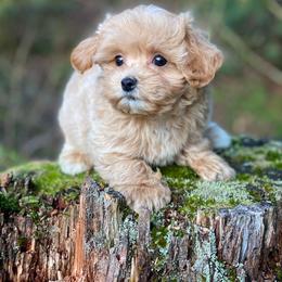 Harley - Apricot male Maltipoo puppy in Bellingham, Washington from My Sweet Poodles and Doodles