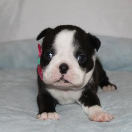 Misty - Brindle and white female Boston Terrier puppy in Brooksville, Florida from I Love Pups