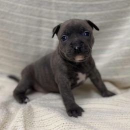 Blue Brindle Male 1 - Blue brindle male American Pit Bull Terrier puppy in Nine Mile Falls, Washington from Bartin Kennels