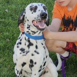 James - White and black male Dalmatian puppy in Conrath, Wisconsin from JSF Dalmatians LLC