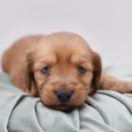 Arendelle- AKC Import Lines - Red female Dachshund puppy in Coweta, Oklahoma from Sunnyside Dachshunds