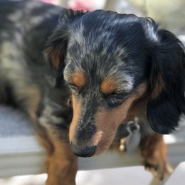 Dachshunds from Jan Shope's Dachshunds