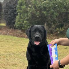 Prada - Labrador Retriever