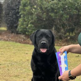 Prada - Labrador Retriever