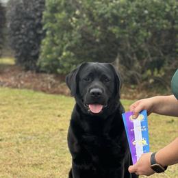 Prada - Labrador Retriever