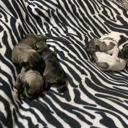 Miniature Schnauzer Puppies from Circle R Ranch