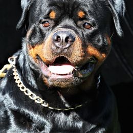 Rottweiler All Grown Up from Cross O Ranch Rottweilers