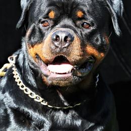 Rottweiler All Grown Up from Cross O Ranch Rottweilers
