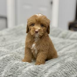 Piper - Caramel red male Australian Labradoodle puppy in Calhoun, Louisiana from Arrowhead Australian Labradoodles