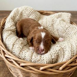 Link - Red male Cavapoo puppy in Salt Lake City, Utah from SunnySide Mini Doodles