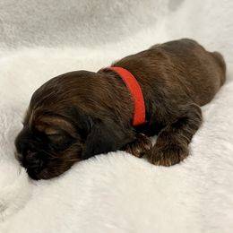 Girl 3 - female Cocker Spaniel puppy in Inman, South Carolina from Dees Cockers, LLC