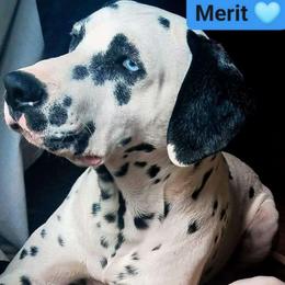 Merit - Dalmatian