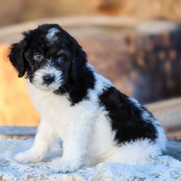 Thistlewick - White and black male Bordoodle puppy in Tillamook, Oregon from Oregon Bordoodles