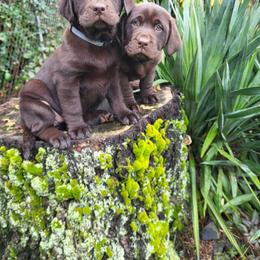 Girl 4 - Chocolate female Labrador Retriever puppy in Longview, Washington from Steele's Lone Oak Labradors