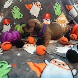 Lazuli - Red female Dachshund puppy in Park Hills, Missouri from Ozark Miniature Dachshunds