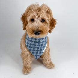 Thread - Apricot male Goldendoodle puppy in Jamestown, Kentucky from Milk & Honey Doodles
