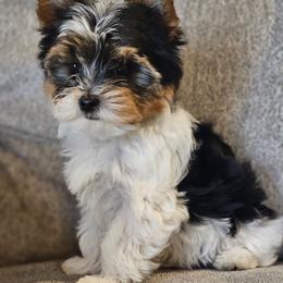 Opie - Black tan and white male Biewer Terrier puppy in Cookeville, Tennessee from Strait Layne Biewers