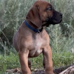 Blue Collar - Brown male Boerboel puppy in Laramie, Wyoming from Standing Stone Boerboels