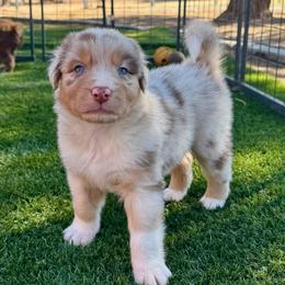 Beacon - Red merle male Australian Shepherd puppy in Ramona, California from Blue Moon Aussies
