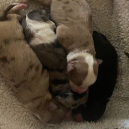 French Bulldog, Miniature Australian Shepherd, and Toy Australian Shepherd Puppies from Water Wheel Farm