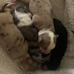 French Bulldog, Miniature Australian Shepherd, and Toy Australian Shepherd Puppies from Water Wheel Farm