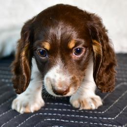 Bandit - Chocolate and tan male Dachshund puppy in Austin, Texas from Glorious Minis