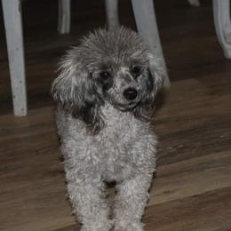 Sydney - Poodle