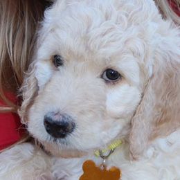 Double Doodles and Goldendoodles from Remi’s DoubleDoodles