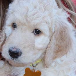 Double Doodles and Goldendoodles from Remi’s DoubleDoodles