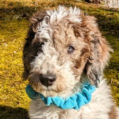 Boy 2 - Tri-color Double Doodle puppy in Glenville, North Carolina from Breedlove Mtn Doodles