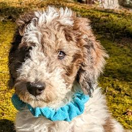 Boy 2 - Tri-color Double Doodle puppy in Glenville, North Carolina from Breedlove Mtn Doodles