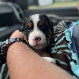 Bernese Mountain Dog Puppies from J & J Meadows