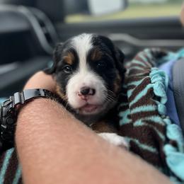 Bernese Mountain Dog Puppies from J & J Meadows