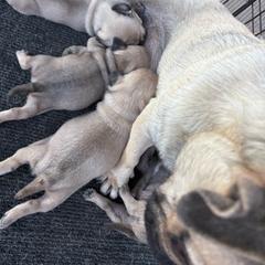 Girl 1 - Fawn female Pug puppy in Barry, Illinois from Tina’s Pugs